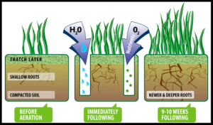 Now is Time for Aeration and Overseeding | Lawn Maintenance Tips